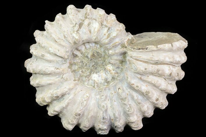 Bumpy Douvilleiceras Ammonite - Madagascar #79112